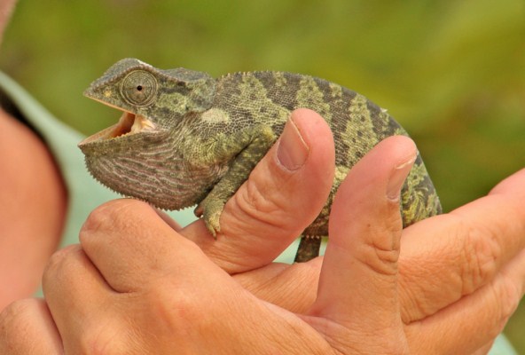 Flap-necked Chameleon