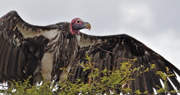 Lappet-faced Vulture