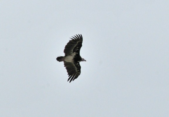 White-headed Vulture