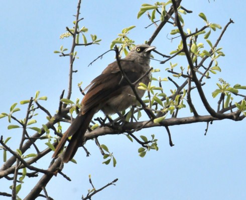 Black-faced Babbler