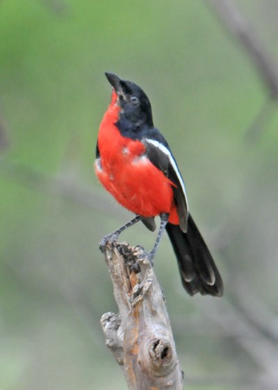 Crimson-breasted Shrike