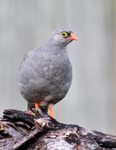 Red-billed Spurfowl