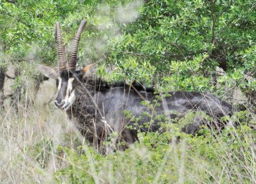 Sable Antelope