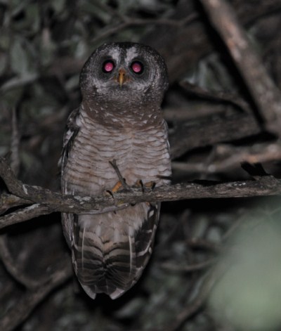 African Wood Owl