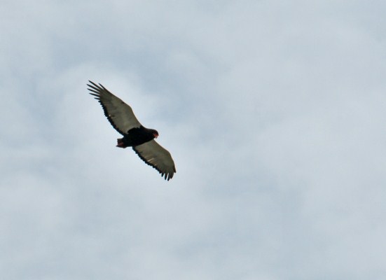 Bateleur