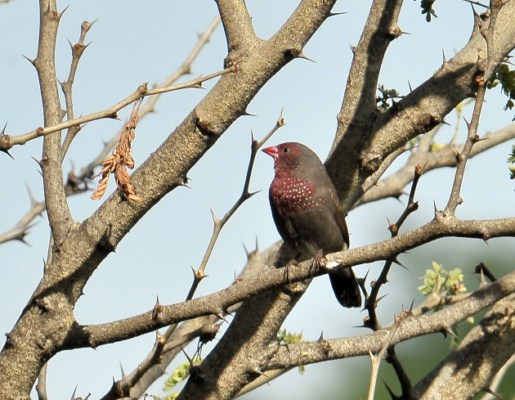 Brown Firefinch