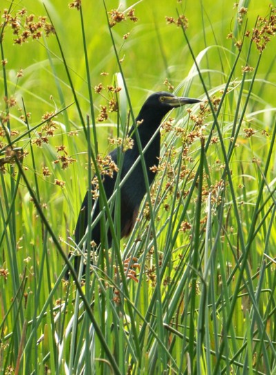 Rufous-bellied Heron