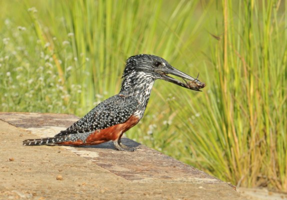 Giant Kingfisher