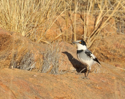 White-tailed Shrike