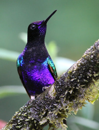 Velvet-purple Coronet