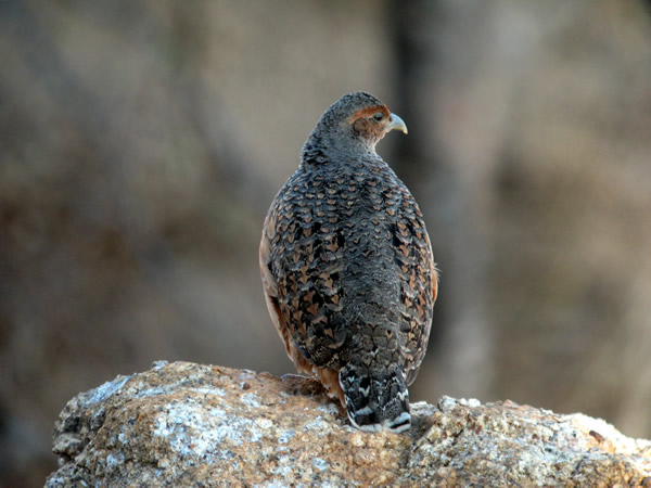 Hartlaub's Francolin