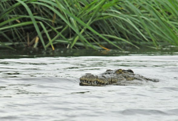 African Crocodile