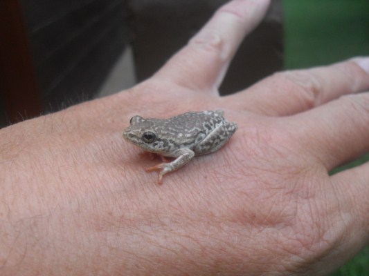 Angolan Reed Frog