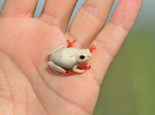 Angolan Reed Frog