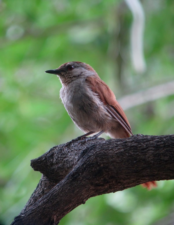 Rufous-tailed Palm-Thrush