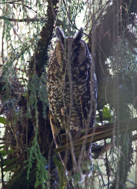 Abyssinian Owl,  Asio abyssinicus