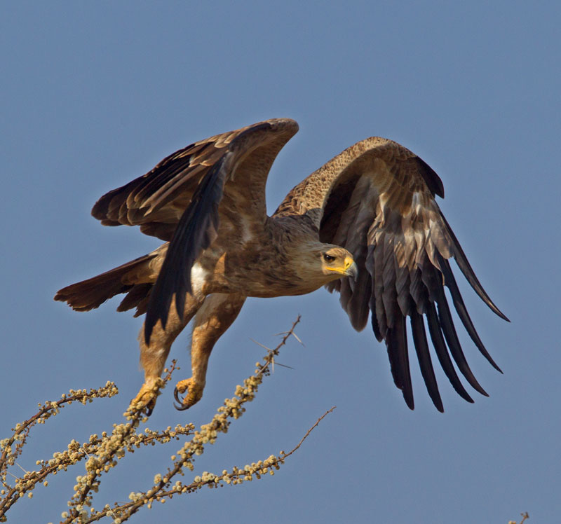 Tawny Eagle,  Aquila rapax