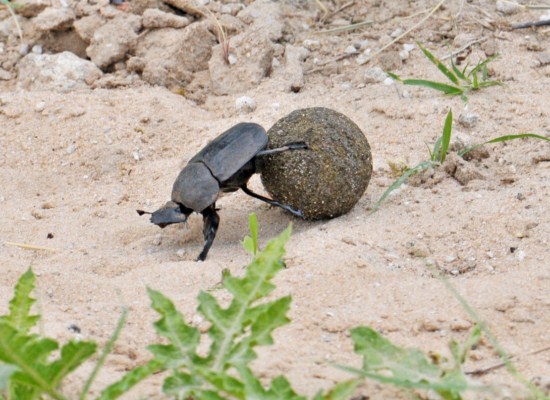 Dung Beetle