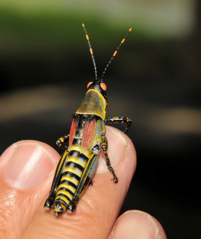 Elegant Grasshopper, Zonocerus elegans