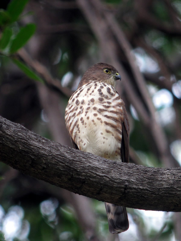 Little Sparrowhawk
