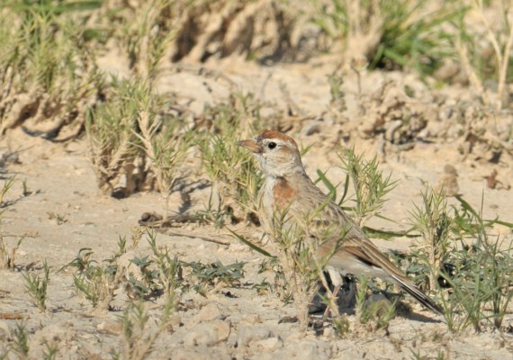 Red-capped Lark