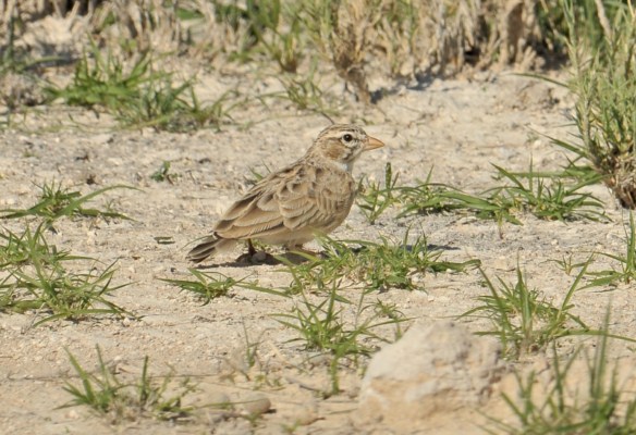 Pink-billed Lark