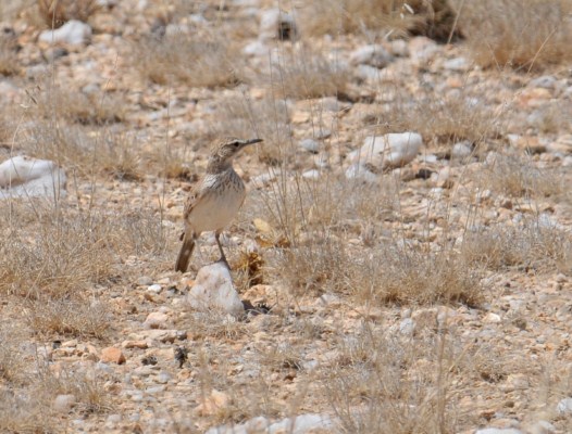 Benguela Long-billed Lark