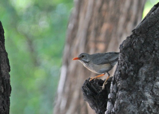 Kurrichane Thrush