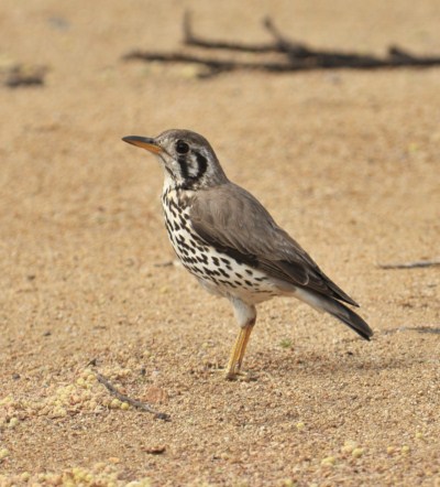 Groundscraper Thrush