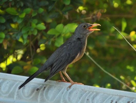 Karoo Thrush