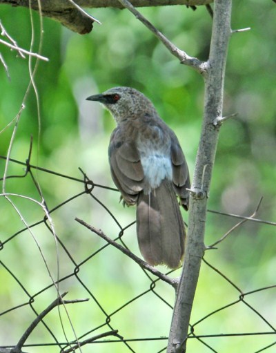 Hartlaub's Babbler