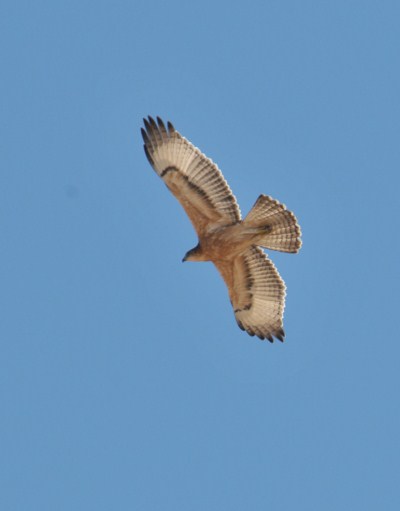 African Hawk Eagle