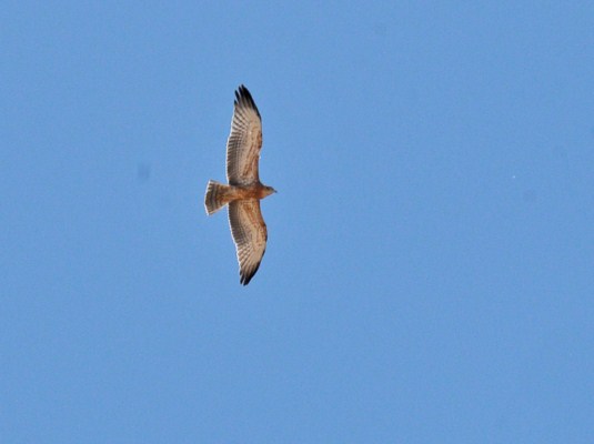 Black-chested Snake Eagle