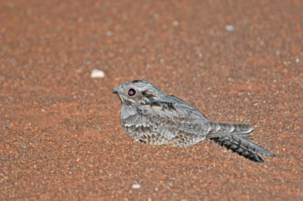 Rufous-cheeked Nightjar