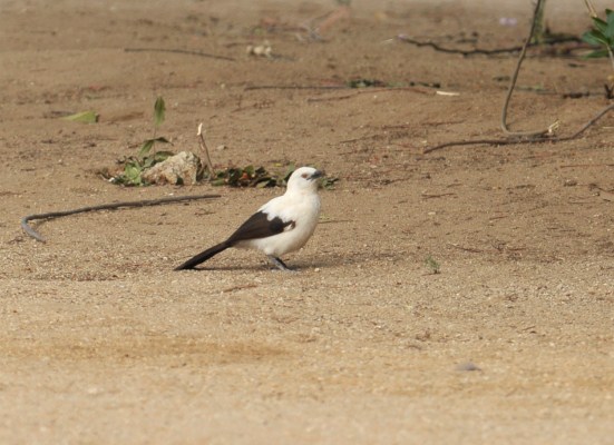 Southern Pied Babbler