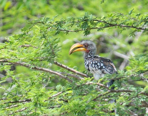 Southern Yellow-billed Hornbill