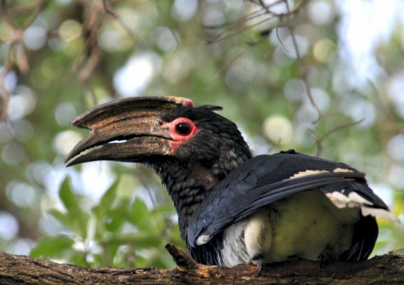 Trumpeter Hornbill