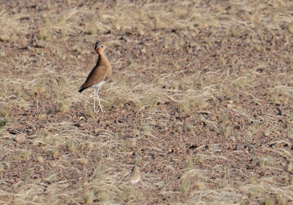 Burchell's Courser