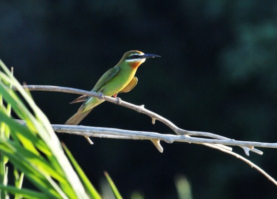 Mdagascar (Olive) Bee-eater 