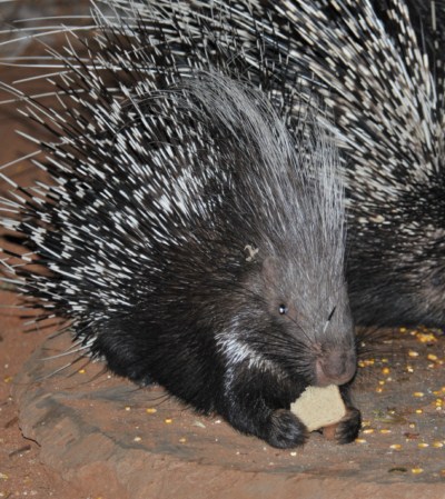 African Porcupine