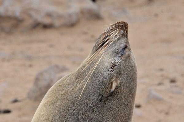 Cape Fur Seal