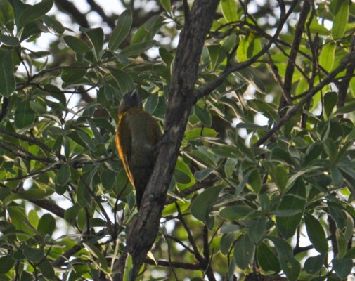 Olive Woodpecker