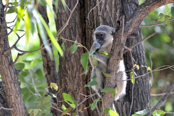 Green Vervet