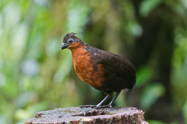 Dark-backed Wood-quail