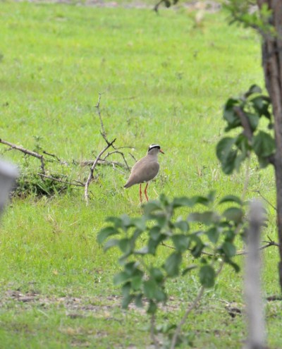 Crowned Lapwing