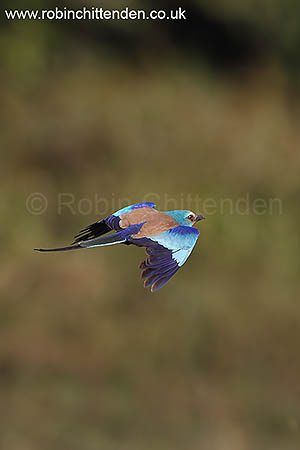 Abyssinian Roller (Coracias abyssinica) 