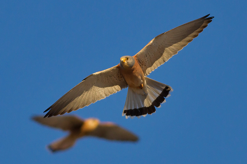 Lesser Kestrel (Falco naumanni). Displaying males at the ancient dovecot