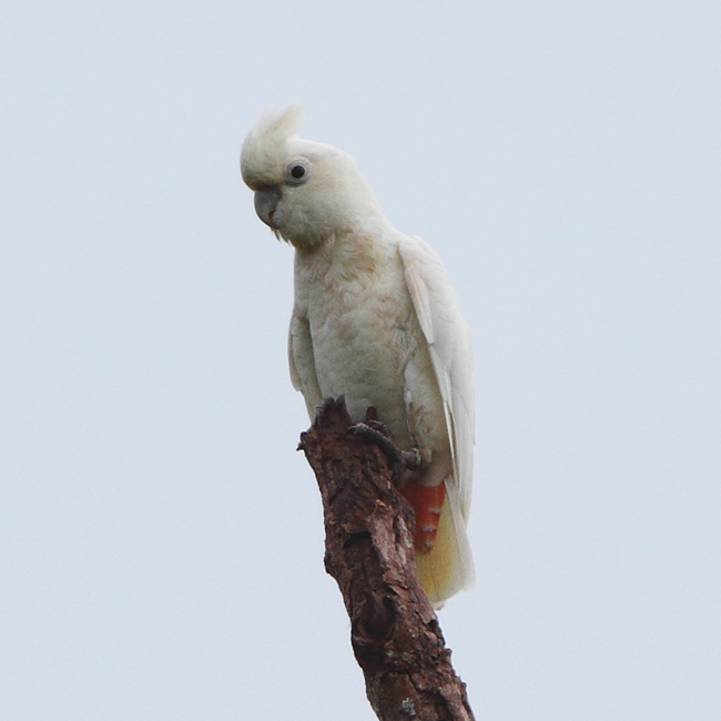 Philippine Cockatoo