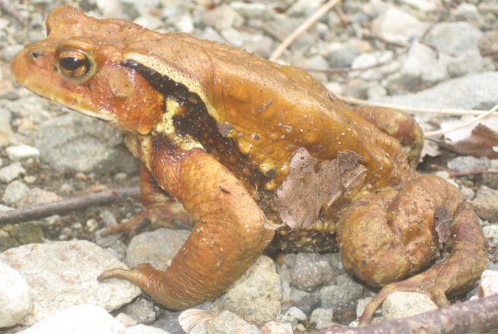 Japanese  Stream Toad (Bufo torrenticora)