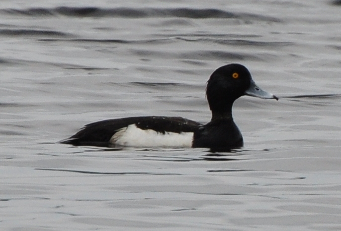 Tufted Duck (?)